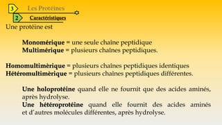 3
2 Caractéristiques
Une protéine est
Monomérique = une seule chaîne peptidique
Multimérique = plusieurs chaînes peptidiques.
Homomultimèrique = plusieurs chaînes peptidiques identiques
Hétéromultimèrique = plusieurs chaînes peptidiques différentes.
Une holoprotéine quand elle ne fournit que des acides aminés,
après hydrolyse.
Une hétéroprotéine quand elle fournit des acides aminés
et d’autres molécules différentes, après hydrolyse.
 