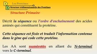 3
3 Structure tridimensionnelle des Protéines
Structure Primaire
Décrit la séquence ou l’ordre d’enchaînement des acides
aminés qui constituent la protéine.
Cette séquence est fixée et traduit l’information contenue
dans le gène qui code cette protéine.
Les AA sont numérotés en allant du N-terminal
vers le C-terminal.
 