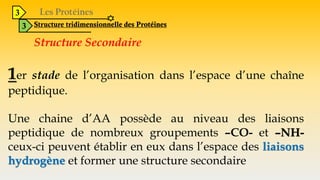 3
3 Structure tridimensionnelle des Protéines
Structure Secondaire
1er stade de l’organisation dans l’espace d’une chaîne
peptidique.
Une chaine d’AA possède au niveau des liaisons
peptidique de nombreux groupements –CO- et –NH-
ceux-ci peuvent établir en eux dans l’espace des liaisons
hydrogène et former une structure secondaire
 