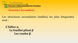 3
3 Structure tridimensionnelle des Protéines
Structure Secondaire
Les structures secondaires (stables) les plus fréquentes
sont :
L’hélice α,
Le feuillet plissé β
Les coudes β.
 