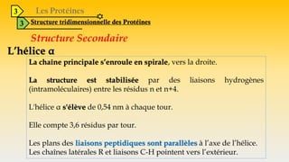 3
3 Structure tridimensionnelle des Protéines
Structure Secondaire
L’hélice α
La chaîne principale s’enroule en spirale, vers la droite.
La structure est stabilisée par des liaisons hydrogènes
(intramoléculaires) entre les résidus n et n+4.
L'hélice α s'élève de 0,54 nm à chaque tour.
Elle compte 3,6 résidus par tour.
Les plans des liaisons peptidiques sont parallèles à l’axe de l’hélice.
Les chaînes latérales R et liaisons C-H pointent vers l’extérieur.
 