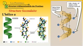 3
3 Structure tridimensionnelle des Protéines
Structure Secondaire
L’hélice α
 