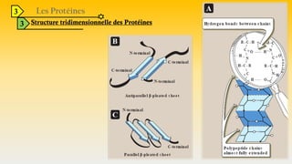 3
3 Structure tridimensionnelle des Protéines
 