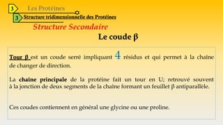 3
3 Structure tridimensionnelle des Protéines
Structure Secondaire
Le coude β
Tour β est un coude serré impliquant 4 résidus et qui permet à la chaîne
de changer de direction.
La chaîne principale de la protéine fait un tour en U; retrouvé souvent
à la jonction de deux segments de la chaîne formant un feuillet β antiparallèle.
Ces coudes contiennent en général une glycine ou une proline.
 