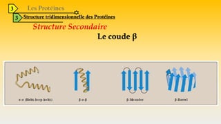 3
3 Structure tridimensionnelle des Protéines
Structure Secondaire
Le coude β
 