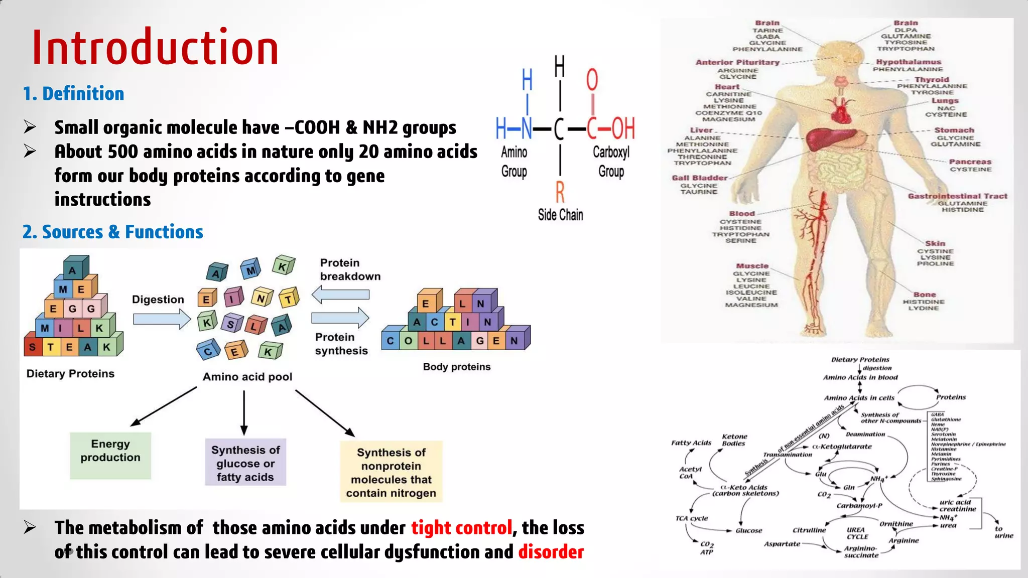 Inborn Potential Inborn Error of Amino Acids Metabolism .pdf