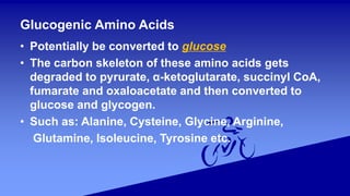 Glucogenic Amino Acids
• Potentially be converted to glucose
• The carbon skeleton of these amino acids gets
degraded to pyrurate, α-ketoglutarate, succinyl CoA,
fumarate and oxaloacetate and then converted to
glucose and glycogen.
• Such as: Alanine, Cysteine, Glycine, Arginine,
Glutamine, Isoleucine, Tyrosine etc.
 
