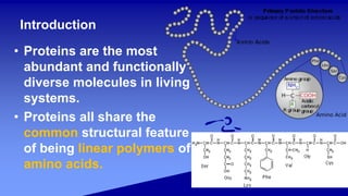 • Proteins are the most
abundant and functionally
diverse molecules in living
systems.
• Proteins all share the
common structural feature
of being linear polymers of
amino acids.
Introduction
 
