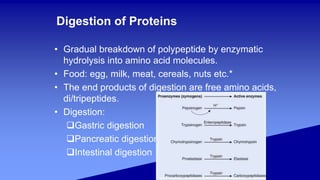Digestion of Proteins
• Gradual breakdown of polypeptide by enzymatic
hydrolysis into amino acid molecules.
• Food: egg, milk, meat, cereals, nuts etc.*
• The end products of digestion are free amino acids,
di/tripeptides.
• Digestion:
Gastric digestion
Pancreatic digestion
Intestinal digestion
 