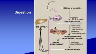 Digestion
And amino acids
 