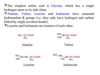 The simplest amino acid is Glycine, which has a single
hydrogen atom as its side chain.
Alanine, Valine, Leucine and Isoleucine have saturated
hydrocarbon R groups (i.e. they only have hydrogen and carbon
linked by single covalent bonds).
Leucine and Isoleucine are isomers of each other.
Alanine Valine
Leucine Isoleucine
 