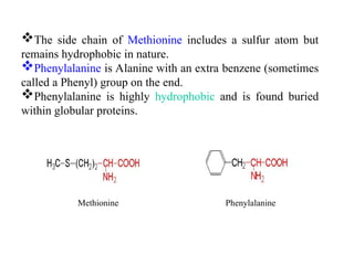 Methionine Phenylalanine
The side chain of Methionine includes a sulfur atom but
remains hydrophobic in nature.
Phenylalanine is Alanine with an extra benzene (sometimes
called a Phenyl) group on the end.
Phenylalanine is highly hydrophobic and is found buried
within globular proteins.
 
