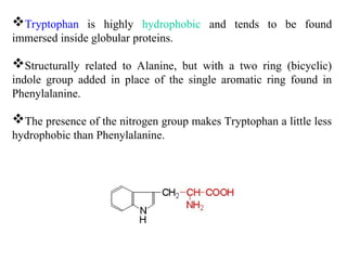 Tryptophan is highly hydrophobic and tends to be found
immersed inside globular proteins.
Structurally related to Alanine, but with a two ring (bicyclic)
indole group added in place of the single aromatic ring found in
Phenylalanine.
The presence of the nitrogen group makes Tryptophan a little less
hydrophobic than Phenylalanine.
 