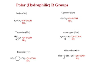 Polar (Hydrophilic) R Groups
Serine (Ser) Cysteine (cys)
Glutamine (Gln)
Asparagine (Asn)
Tyrosine (Tyr)
Threonine (Thr)
 