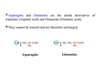 Asparagine and Glutamine are the amide derivatives of
Aspartate (Aspartic acid) and Glutamate (Glutamic acid).
They cannot be ionised and are therefore uncharged.
Asparagine Glutamine
 