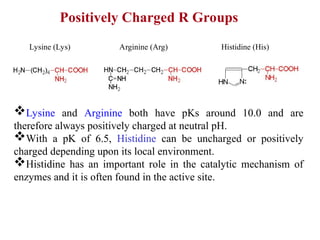 Positively Charged R Groups
Lysine (Lys) Arginine (Arg) Histidine (His)
Lysine and Arginine both have pKs around 10.0 and are
therefore always positively charged at neutral pH.
With a pK of 6.5, Histidine can be uncharged or positively
charged depending upon its local environment.
Histidine has an important role in the catalytic mechanism of
enzymes and it is often found in the active site.
 