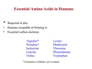 • Required in diet.
• Humans incapable of forming it.
• Essential carbon skeleton.
Arginine*
Histidine*
Isoleucine
Leucine
Valine
Lysine
Methionine
Threonine
Phenylalanine
Tryptophan
* Essential in children, not in adults
Essential Amino Acids in Humans
 