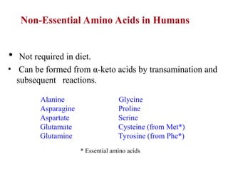 • Not required in diet.
• Can be formed from α-keto acids by transamination and
subsequent reactions.
Alanine
Asparagine
Aspartate
Glutamate
Glutamine
Glycine
Proline
Serine
Cysteine (from Met*)
Tyrosine (from Phe*)
* Essential amino acids
Non-Essential Amino Acids in Humans
 