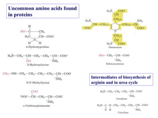 Uncommon amino acids found
in proteins
Intermediates of biosynthesis of
arginin and in urea cycle
 