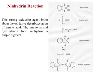 This strong oxidizing agent bring
about the oxidative decarboxylation
of amino acid. The ammonia and
hydrindantin form ninhydrin, a
purple pigment.
Ninhydrin Reaction
 