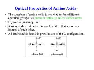 Optical Properties of Amino Acids
• The α-carbon of amino acids is attached to four different
chemical groups is a chiral or optically active carbon atom.
• Glycine is the exception.
• Amino acids exist in two forms, D and L, that are mirror
images of each other.
• All amino acids found in proteins are of the L-configuration.
 