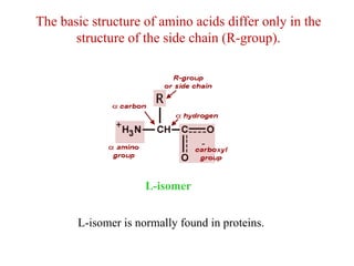 L-isomer is normally found in proteins.
The basic structure of amino acids differ only in the
structure of the side chain (R-group).
L-isomer
 