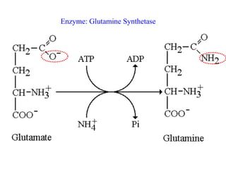 Enzyme: Glutamine Synthetase
 