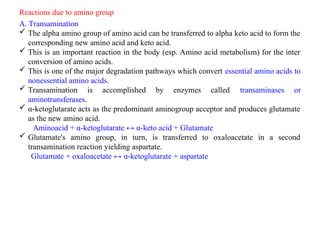 Reactions due to amino group
A. Transamination
 The alpha amino group of amino acid can be transferred to alpha keto acid to form the
corresponding new amino acid and keto acid.
 This is an important reaction in the body (esp. Amino acid metabolism) for the inter
conversion of amino acids.
 This is one of the major degradation pathways which convert essential amino acids to
nonessential amino acids.
 Transamination is accomplished by enzymes called transaminases or
aminotransferases.
 α-ketoglutarate acts as the predominant aminogroup acceptor and produces glutamate
as the new amino acid.
Aminoacid + α-ketoglutarate ↔ α-keto acid + Glutamate
 Glutamate's amino group, in turn, is transferred to oxaloacetate in a second
transamination reaction yielding aspartate.
Glutamate + oxaloacetate ↔ α-ketoglutarate + aspartate
 