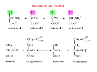 Transamination Reaction
 