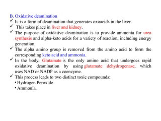 B. Oxidative deamination
 It is a form of deamination that generates oxoacids in the liver.
 This takes place in liver and kidney.
 The purpose of oxidative deamination is to provide ammonia for urea
synthesis and alpha-keto acids for a variety of reaction, including energy
generation.
 The alpha amino group is removed from the amino acid to form the
corresponding keto acid and ammonia.
 In the body, Glutamate is the only amino acid that undergoes rapid
oxidative deamination by using glutamate dehydrogenase, which
uses NAD or NADP as a coenzyme.
 This process leads to two distinct toxic compounds:
• Hydrogen Peroxide
• Ammonia.
 