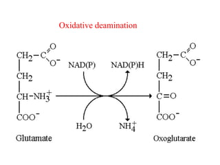 Oxidative deamination
 