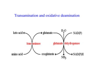 Transamination and oxidative deamination
 