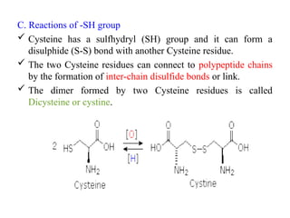 C. Reactions of -SH group
 Cysteine has a sulfhydryl (SH) group and it can form a
disulphide (S-S) bond with another Cysteine residue.
 The two Cysteine residues can connect to polypeptide chains
by the formation of inter-chain disulfide bonds or link.
 The dimer formed by two Cysteine residues is called
Dicysteine or cystine.
 