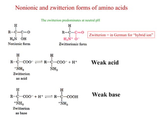 Nonionic and zwitterion forms of amino acids
The zwitterion predominates at neutral pH
Weak acid
Weak base
Zwitterion = in German for “hybrid ion”
 