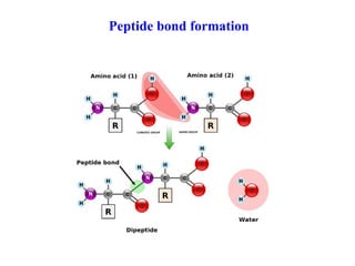 Peptide bond formation
 