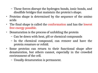 – These forces disrupt the hydrogen bonds, ionic bonds, and
disulfide bridges that maintain the protein’s shape.
• Proteins shape is determined by the sequence of the amino
acids
• The final shape is called the conformation and has the lowest
free energy possible.
• Denaturation is the process of unfolding the protein
– Can be down with heat, pH or chemical compounds
– In the chemical compound, can remove and have the
protein renature or refold.
• Some proteins can return to their functional shape after
denaturation, but others cannot, especially in the crowded
environment of the cell.
– Usually denaturation is permanent.
 