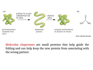 Molecular chaperones are small proteins that help guide the
folding and can help keep the new protein from associating with
the wrong partner.
 