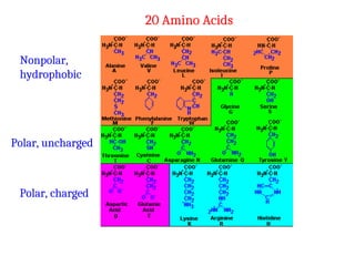 20 Amino Acids
Nonpolar,
hydrophobic
Polar, uncharged
Polar, charged
 