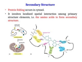 • Protein folding occurs in cytosol.
• It involves localized spatial interaction among primary
structure elements, i.e. the amino acids to form secondary
structure.
Secondary Structure
 