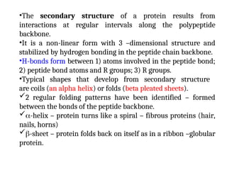 •The secondary structure of a protein results from
interactions at regular intervals along the polypeptide
backbone.
•It is a non-linear form with 3 –dimensional structure and
stabilized by hydrogen bonding in the peptide chain backbone.
•H-bonds form between 1) atoms involved in the peptide bond;
2) peptide bond atoms and R groups; 3) R groups.
•Typical shapes that develop from secondary structure
are coils (an alpha helix) or folds (beta pleated sheets).
2 regular folding patterns have been identified – formed
between the bonds of the peptide backbone.
-helix – protein turns like a spiral – fibrous proteins (hair,
nails, horns)
-sheet – protein folds back on itself as in a ribbon –globular
protein.
 