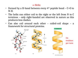  Helix
• Formed by a H-bond between every 4th
peptide bond – C=O to
N-H.
• The helix can either coil to the right or the left from N to C
terminus – only right-handed are observed in nature as this
produces less clashes.
• Can also coil around each other – coiled-coil shape – a
framework for structural proteins.
3.6
residues
per turn
 