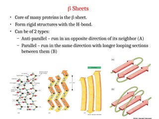  Sheets
• Core of many proteins is the  sheet.
• Form rigid structures with the H-bond.
• Can be of 2 types:
– Anti-parallel – run in an opposite direction of its neighbor (A)
– Parallel – run in the same direction with longer looping sections
between them (B)
 