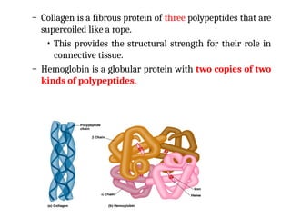 – Collagen is a fibrous protein of three polypeptides that are
supercoiled like a rope.
• This provides the structural strength for their role in
connective tissue.
– Hemoglobin is a globular protein with two copies of two
kinds of polypeptides.
 