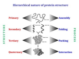 Hierarchical nature of protein structure
Primary
Secondary
Tertiary
Quaternary
Assembly
Folding
Packing
Interaction
S
T
R
U
C
T
U
R
E
P
R
O
C
E
S
S
 