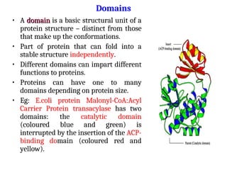 Domains
• A domain
domain is a basic structural unit of a
protein structure – distinct from those
that make up the conformations.
• Part of protein that can fold into a
stable structure independently.
• Different domains can impart different
functions to proteins.
• Proteins can have one to many
domains depending on protein size.
• Eg: E.coli protein Malonyl-CoA:Acyl
Carrier Protein transacylase has two
domains: the catalytic domain
(coloured blue and green) is
interrupted by the insertion of the ACP-
binding domain (coloured red and
yellow).
 