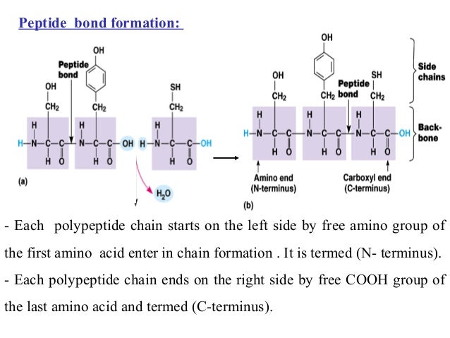 Amino acids and protein