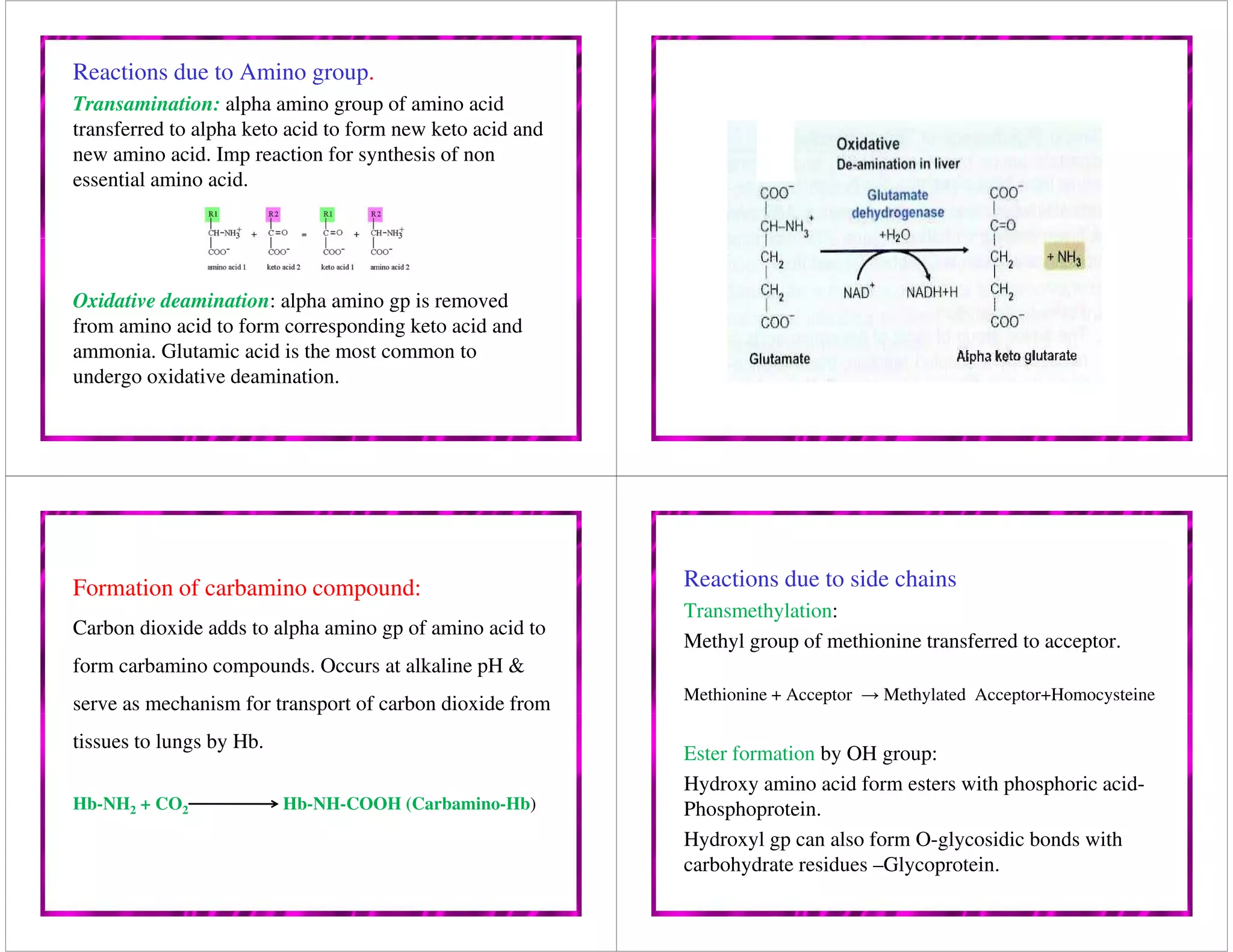 Amino acids and protein | PDF