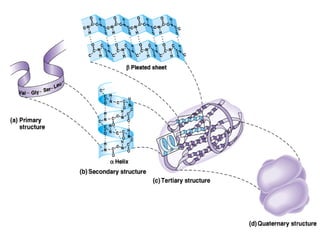 Amino acids and protein.ppt structure and function | PPT