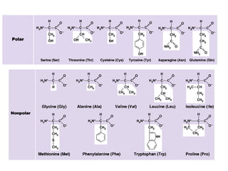 Amino acids and protein.ppt structure and function | PPT