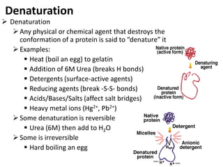 Denaturation Example Amino acids and proteins | PDF